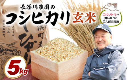 【玄米】5kg コシヒカリ 令和7年産 玄米【長谷川農園】 [m22-a014]