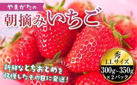 《先行予約 2026年度発送》真っ赤に育った冬の贅沢☆朝摘み大粒いちご FSY-0116