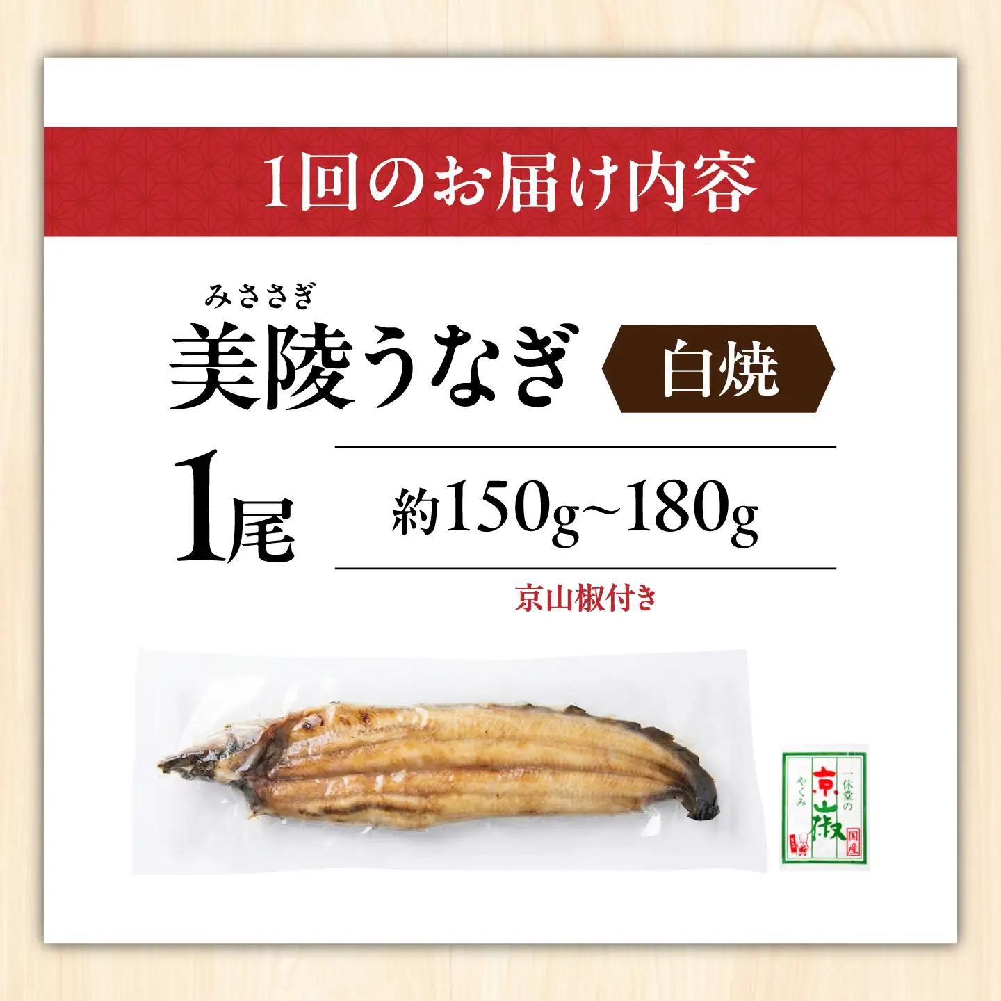 【全3回定期便】鰻 鰻の白焼 1尾 / 美陵鰻 鰻 うなぎ ウナギ 蒲焼 蒲焼き かば焼き かばやき 白焼き 白焼 しろやき しらやき 特大 肉厚 うな重 うな丼 ひつまぶし 惣菜 おかず タレ 山椒