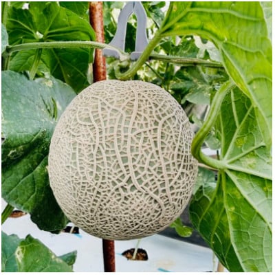 【2025年12月より順次発送】カツジファームのメロンLL2玉(専用箱入り)