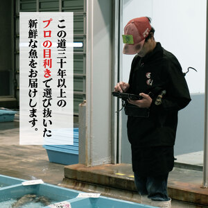 鮮魚便 獲れたて 5～8匹 刺し身 ＼ 刺し身 ／