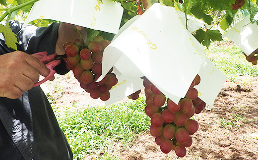 【甘さと香りをお楽しみください!】山梨県オリジナル新品種サンシャインレッド!【計1kg程度】【配送不可地域：離島】