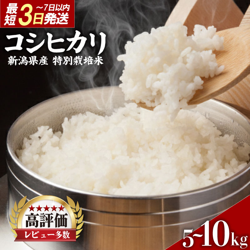 【ふるさと納税】 高評価★5.00 米 コシヒカリ 選べる 5kg 10kg 令和7年産 特別栽培米 コシヒカリ 精米 白米 ご飯 おにぎり 弁当 新潟産 コシヒカリ 新発田産 新潟コシヒカリ 米 お米 こめ 豊浦ニューカントリー 新潟県 新発田市 tnc001P