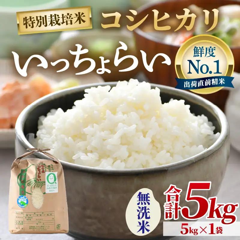 【先行予約】【令和8年産・新米】【一等米】特別栽培米 いっちょらい 無洗米 5kg ／ 福井県産 ブランド米 コシヒカリ ご飯 白米 新鮮 大賞 受賞 ※2026年10月上旬以降順次発送予定 [aw0