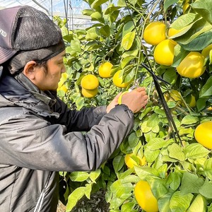 温室土佐文旦 3kg 7玉入り Lサイズ ぶんたん ブンタン 3キロ 小玉 フルーツ 柑橘 みかん 果物 くだもの 柑橘類 文旦 デザート お取り寄せ おいしい 土佐文旦の藤岡 食品 国産