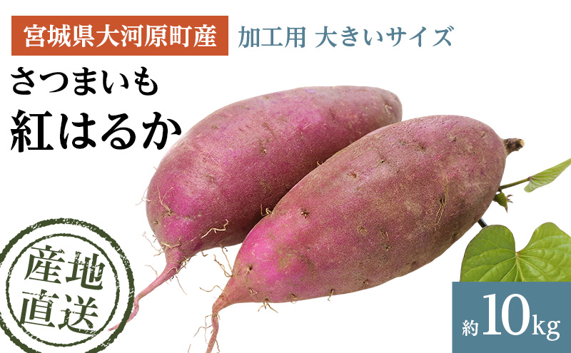 さつまいも 約10kg 紅はるか 加工用 大きいサイズ サツマイモ 宮城県産 甘い 秋 冬 スイーツ いも 産地直送 宮城県 大河原町