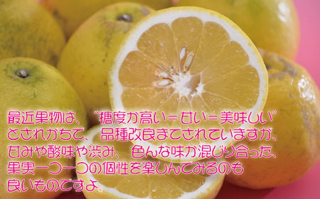 河内晩柑5kg 家庭用 河内晩柑