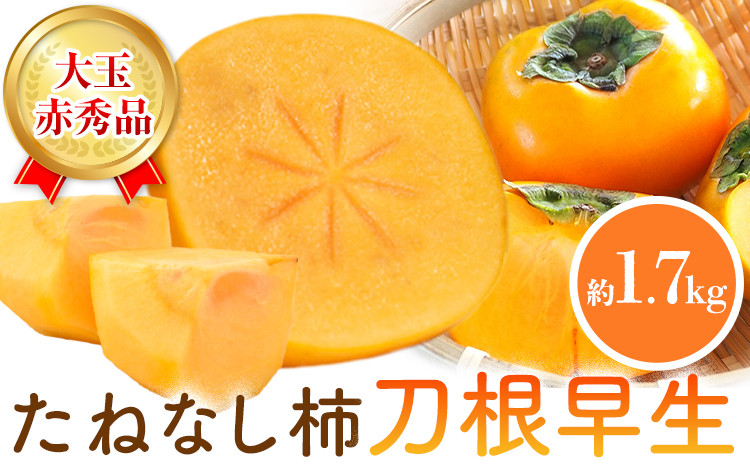 
                  赤秀品 たねなし柿 ( 刀根早生 )約1.7kg (6玉) きよ農園《2026年9月末-10月末頃より発送予定》 和歌山県 日高町 柿 かき カキ 刀根早生 とねわせ フルーツ 果物 スイーツ 送料無料
                