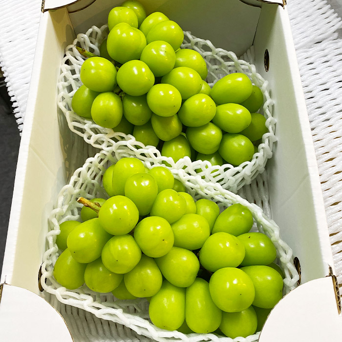 【期間限定】希少！冬のシャインマスカット 秀品 2房入り (1kg～1.2kg) FY25-903