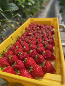 完熟うまいちごデラックス 9粒入｜いちご イチゴ 苺 フルーツ 果物 国産 茨城県産 完熟 甘い おいしい ギフト 贈答 贈り物 プレゼント お祝い ご褒美 家庭用 記念日 景品  ※2026年1月中