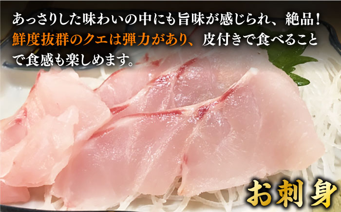【9月〜翌年1月限定】 天然クエ 丸もの 12〜15kg（ 鍋・刺身：約25〜30人前） 《壱岐市》【丸和水産】[JCJ012] クエ くえ 冷蔵 直送 海鮮 鮮魚 刺身 刺し身 お刺身 クエ鍋 くえ