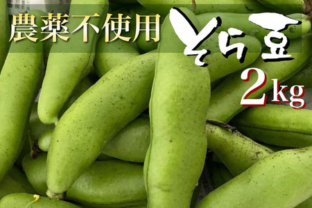 甘～い そら豆 2kg かたもとオーガニックファーム