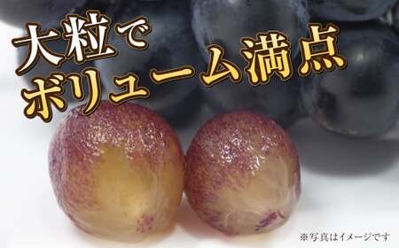 岡山県産 ブラックビート 約1kg（約500g×2房）【2026年8月上旬～9月上旬発送予定】 ぶどう ブドウ 葡萄