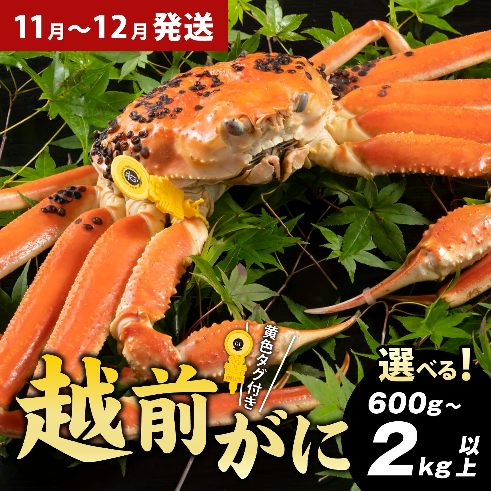 【ふるさと納税】【先行予約】越前がに（約600g～2kg以上）【選べる配送月・大きさ・個数】【11月～年末発送予定】【訳あり】 / 雄 ズワイガニ ずわいがに ズワイ蟹 越前ガニ ボイル 冷蔵 ご自宅用 カニ 海鮮 カニすき カニ鍋 カニしゃぶ かに 国産 南越前町 送料無料