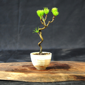 赤石の泉 黒松（鉢植え） S-26