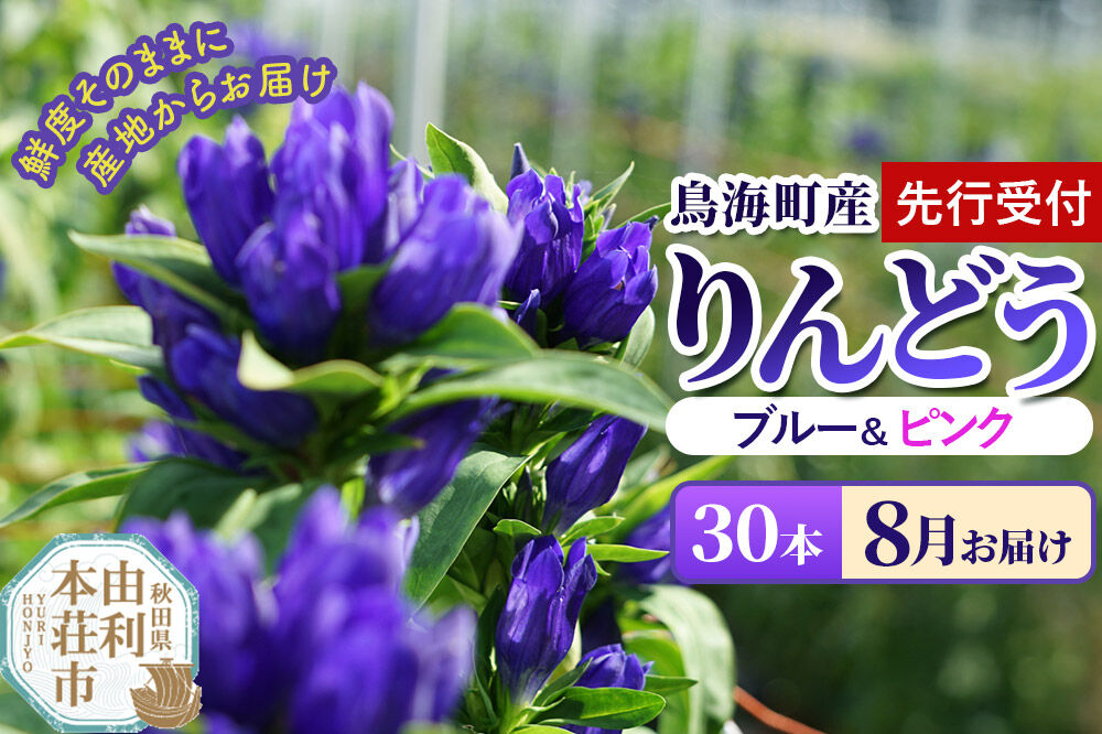 《先行受付》【8月お届け】鳥海町産 りんどう 30本 ブルー ピンク [りんどう リンドウ 竜胆 花 生花 仏花 切り花 ギフト 贈答 インテリア フラワー 秋田県 由利本荘市 鳥海町産]