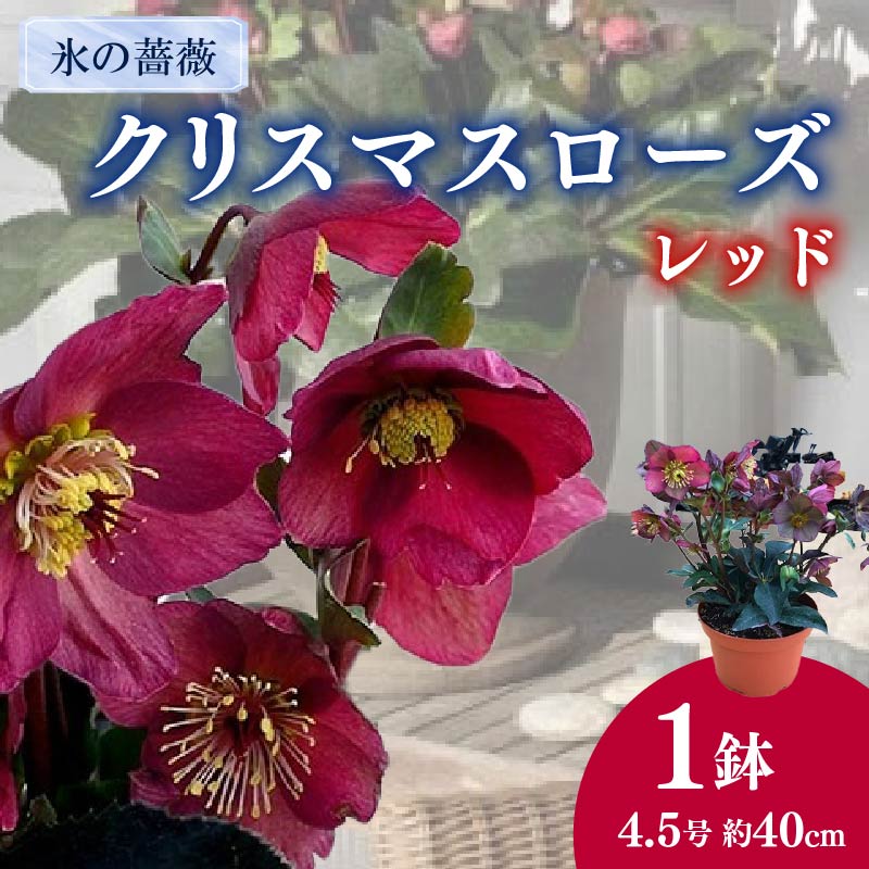 【ふるさと納税】 クリスマスローズ 新品種 氷の薔薇 レッド 4.5号 赤 冬 ガーデニング 庭 贈答 プレゼント ギフト 季節の花 鉢植え 寄せ植え 園芸 観葉植物 冬咲き 花苗 インテリア 植物 2026年1月中旬発送 藤枝市 静岡県
