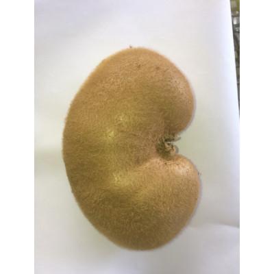 ふるさと納税 蓮田市 埼玉県蓮田産　キウイフルーツ(グリーン)不揃い1kg以上 |  | 01