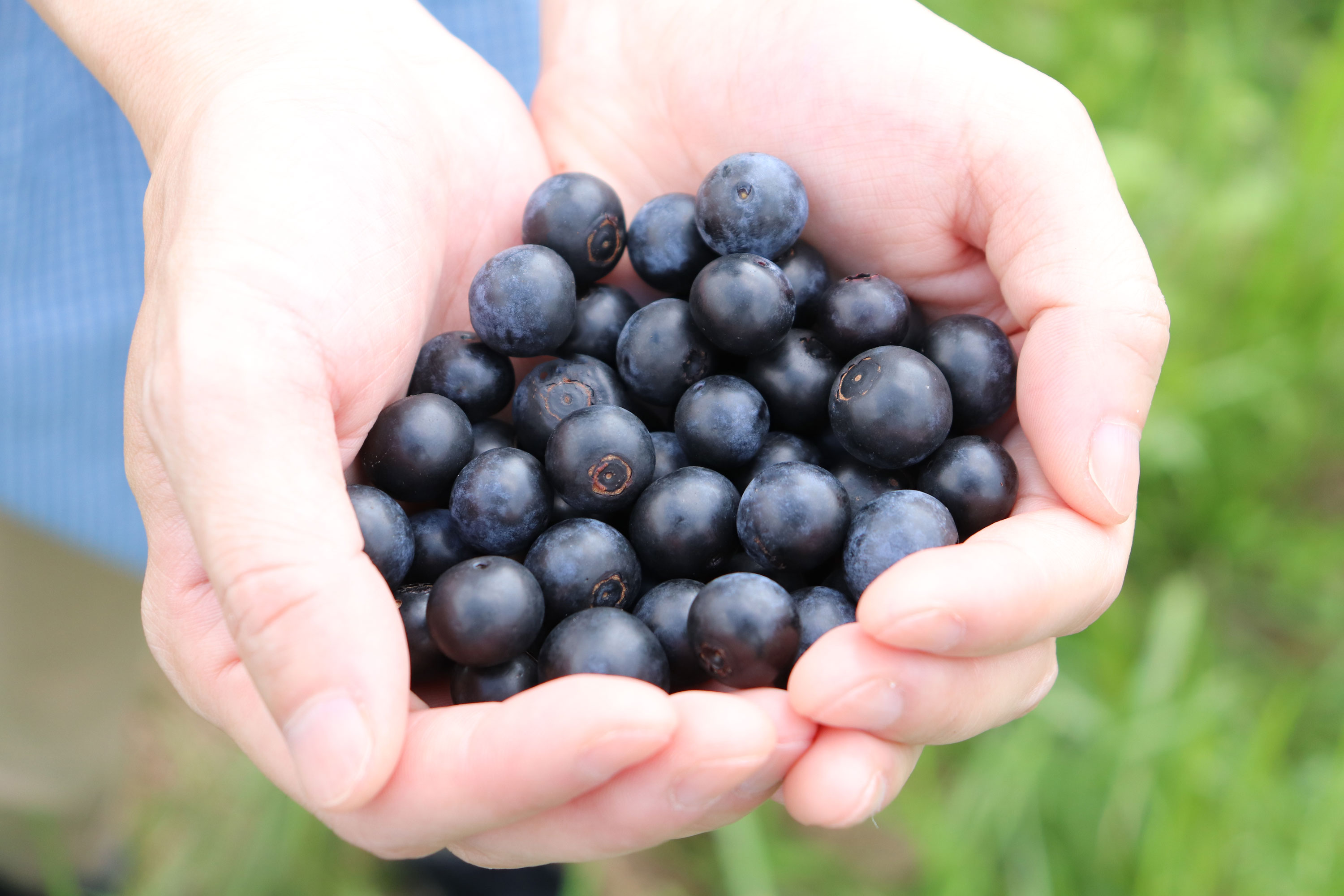 ブルーベリージャム　４個セット