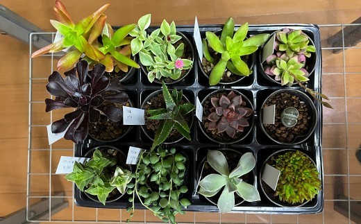 
            おまかせ多肉植物詰め合わせ（12種）（A1046-1）
          