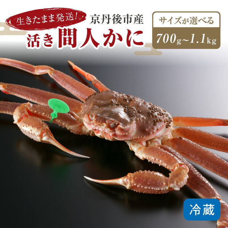 【ふるさと納税】かに卸し問屋がお届け・浜競り厳選！幻の活間人ガニ 700g～ 中大サイズ～（11月発送～）／北畿水産 選べる配送時期 新鮮 高級 焼きガニ カニ刺し しゃぶしゃぶ 蟹すき鍋 冷蔵 間人がに 活かに 生かに たいざがにカニ鍋 カニ刺身 活ガニ タグ付き