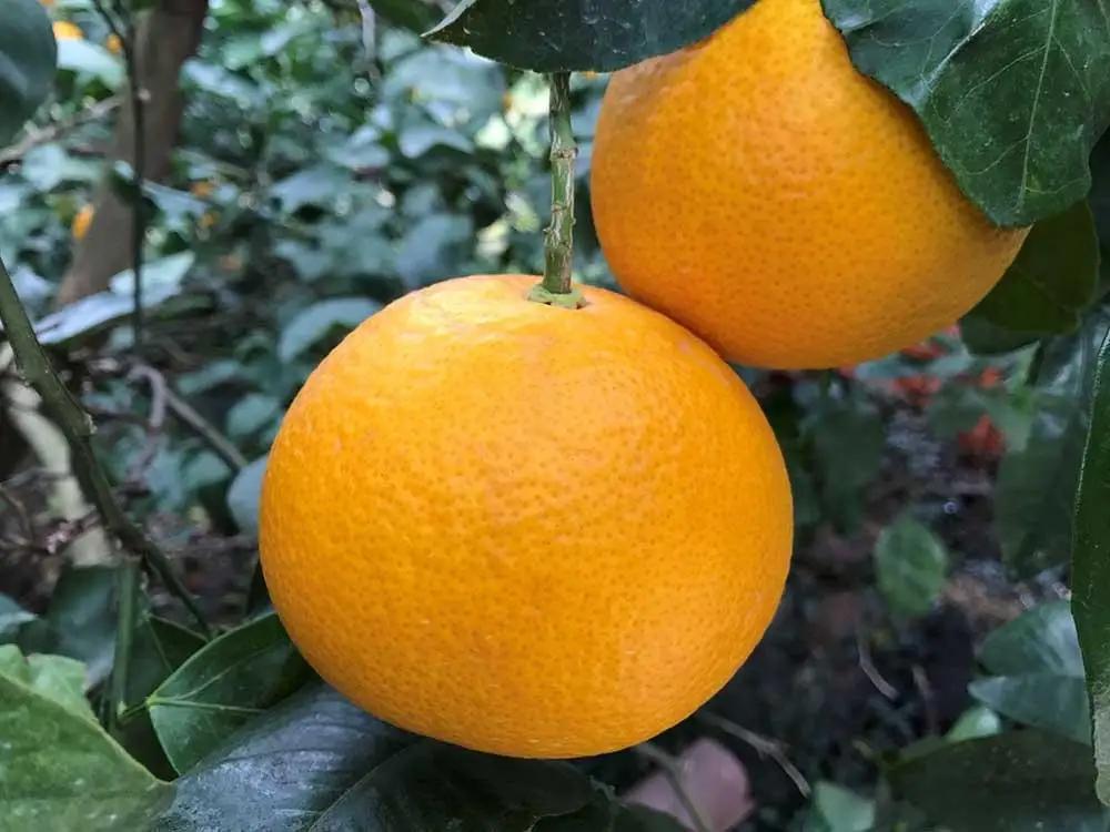 手詰め 有田 はっさく 大玉 2L サイズ × 4玉入 ちょっと 傷あり 小箱 南泰園 みかん