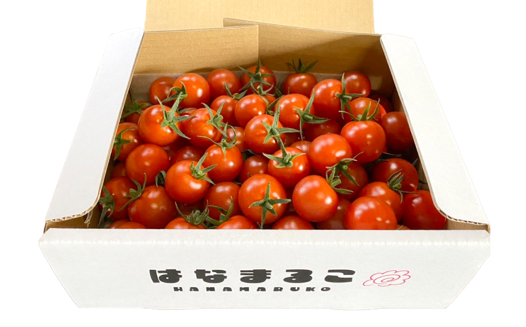 【先行予約】 熊本県産 ミニトマト はなまるこ 1kg トマト とまと 新鮮 サラダ 野菜 やさい 八代市産 九州 【2025年11月上旬より順次発送】