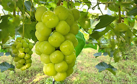 厳選 瀬戸ジャイアンツ 2房 合計1.2kg以上 産地直送 朝採れ ぶどう 葡萄 Kawahara Green Farm 岡山県産 2025年