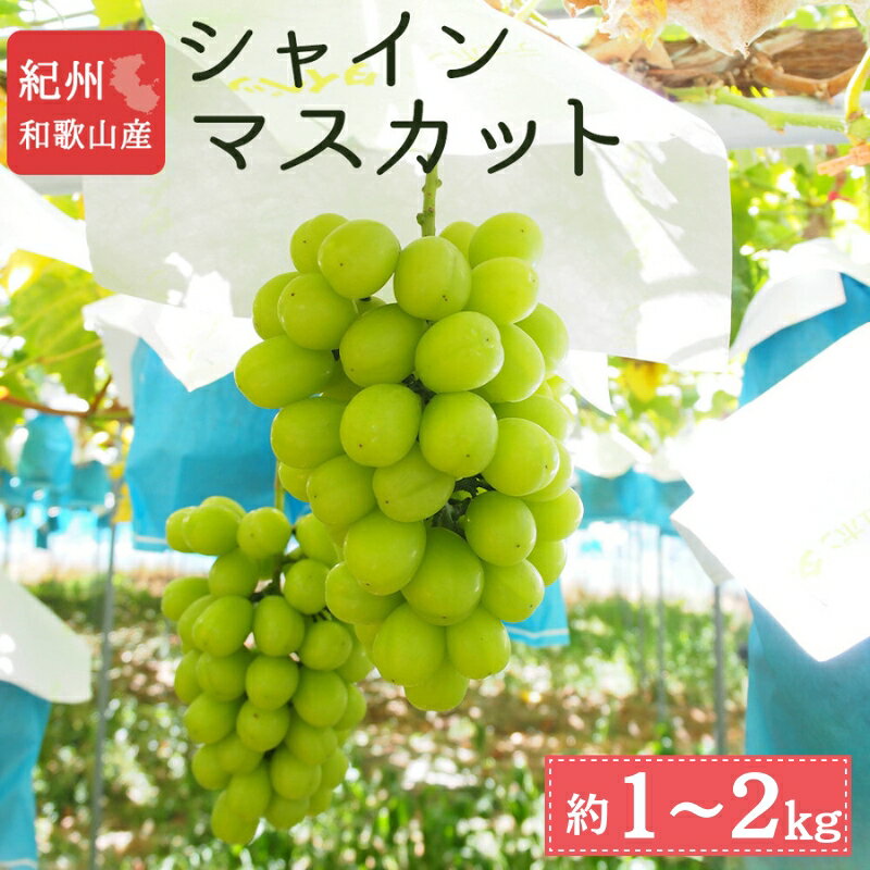 【ふるさと納税】紀州和歌山産 シャイン マスカット / ぶどう ブドウ 葡萄 果物 くだもの フルーツ ※2026年8月中旬～9月上旬頃に順次発送 ※離島配送不可 //hokaf