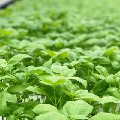 ふるさと納税 中野市 朝採れ信州産バジルのジェノベーゼソース 120g×2本 |  | 03