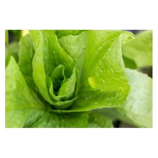 【最優秀賞受賞！甘味＆栄養】有機JAS認証の無農薬、チヨちゃんの野菜７ヶ月定期[957]