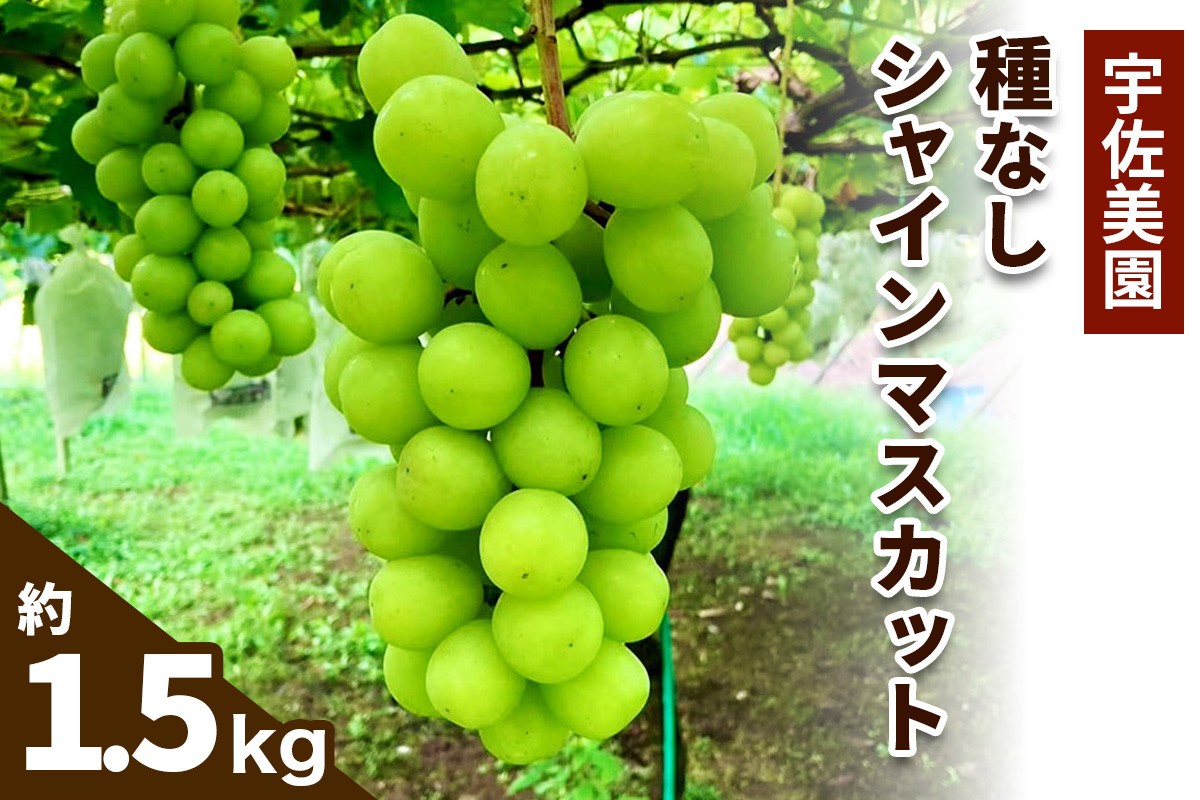 
                  [8月下旬より順次発送／数量限定] 宇佐美園の種なし シャインマスカット 約1.5kg｜先行予約 ブドウ 皮ごと味わう贅沢な甘さ [1167]
                