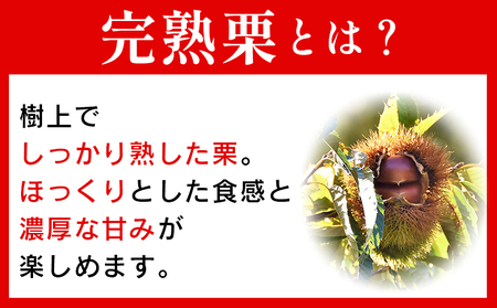 ＜完熟栗 約1kg（2Lまたは3Lサイズ）愛媛県西予市産＞ クリ くり 果物 フルーツ マロン モンブラン 栗ご飯 栗きんとん 栗の甘露煮 特産品 国産 秋の味覚 食べて応援 宇都宮物産 愛媛県 西予