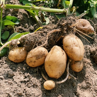【有機JAS認証】本然農園の採れたて野菜セット5kg【配送不可地域：離島】
