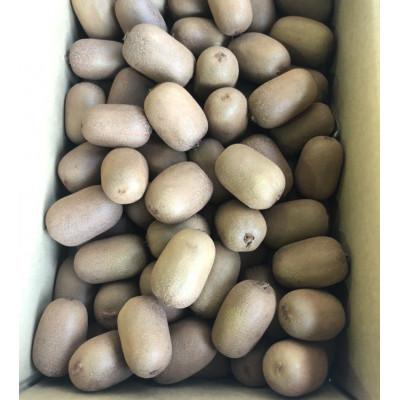 ふるさと納税 琴平町 【香川県共通返礼品】さぬきキウイっこ 約1kg |  | 01