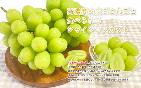 新鮮フルーツ シャインマスカット 1.2kg 果物 くだもの 化粧箱入り【9月中旬からお届け】