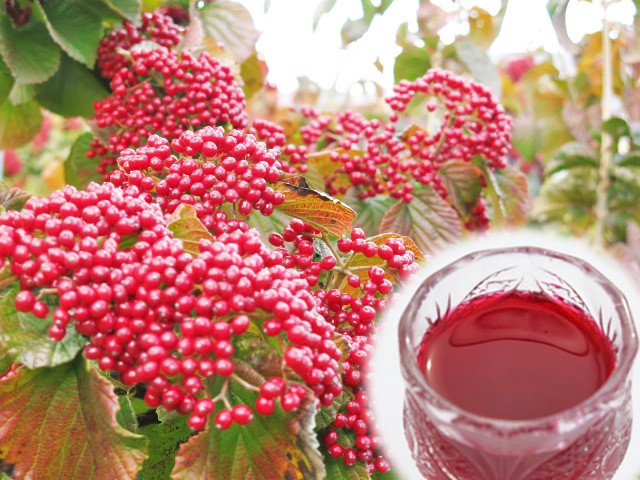 
                  【２０２７年２月～発送】がまずみジュース（りんご入り）５００ｍｌ×４本　0075-2617
                