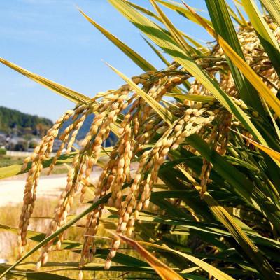 ふるさと納税 久米南町 【令和7年産】岡山県産米 食べ比べ(きぬむすめ5kg+にこまる5kg=合計10kgセット) |  | 01