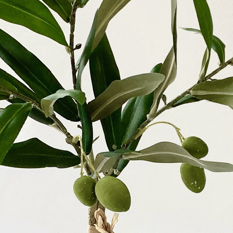 倒してもこぼれないお水 癒しのグリーン「揺れるオリーブの実」光触媒