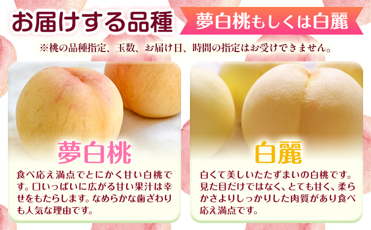【2026年先行予約】桃 もも 岡山白桃 5〜7玉 約1.5kg 夢白桃もしくは白麗 岡山県産 環山堂株式会社《2026年7月下旬-8月上旬頃出荷》岡山県 浅口市 白桃 果物 フルーツ 送料無料【配送