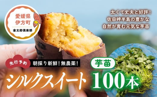 【先行予約】朝採り新鮮！無農薬！シルクスイート　芋苗（100本）| さつまいも サツマイモ 家庭菜園※2024年5月上旬～7月下旬頃に順次発送予定