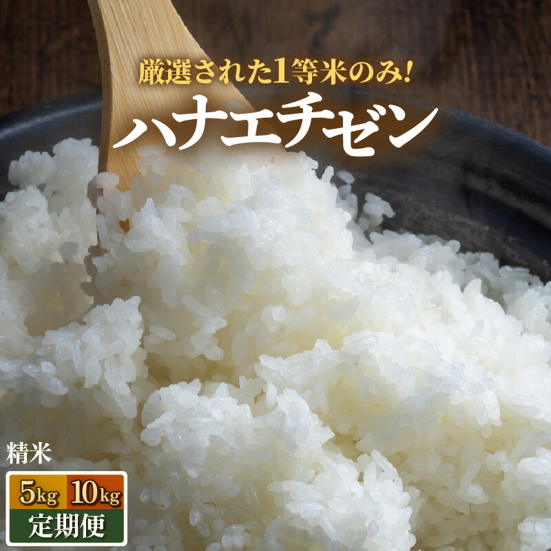 【ふるさと納税】【先行予約】【令和8年産・新米】 ハナエチゼン 精米 5kg 10kg 定期便【選べる容量 定期便】【一等米】《発送直前精米！》 / お米 5キロ 10キロ 福井県 あわら 北陸 米 こめ コメ kome お米 人気 大賞 受賞 新米 ※2026年9月上旬以降順次発送予定