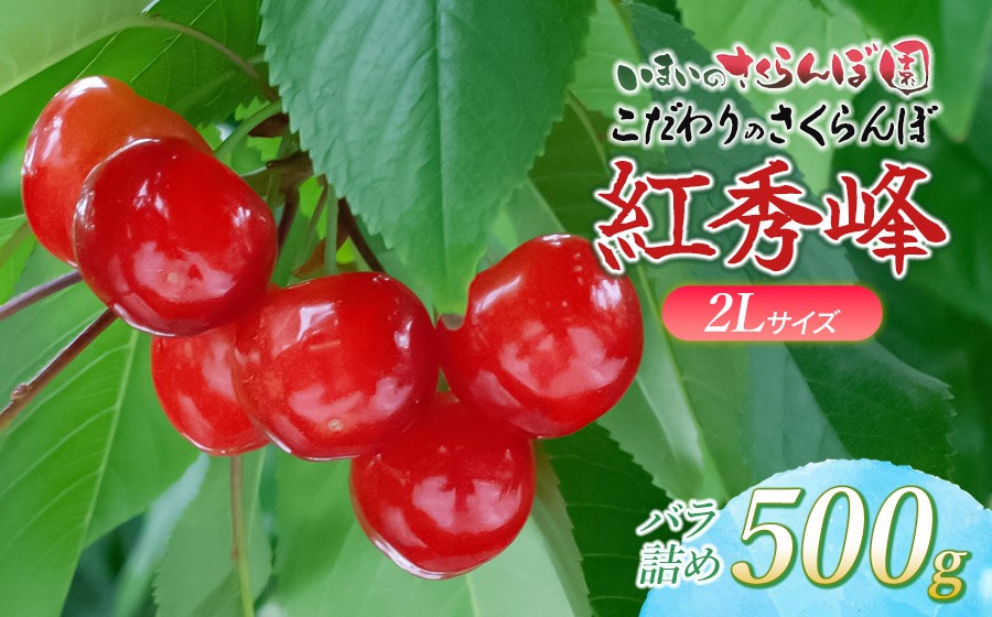 
                  【令和9年産先行予約】こだわりのさくらんぼ 「紅秀峰」（2Lサイズ以上）バラ詰め 500g いまいのさくらんぼ園 K-939
                