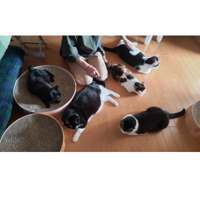 保護猫へのご支援のためのお礼品【保護猫ルームえびす】お世話体験または見学券