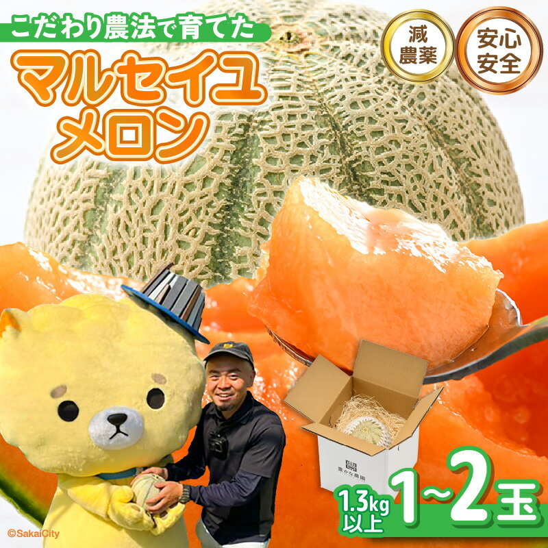 【ふるさと納税】【先行予約】 安心安全！減農薬！こだわり農法で育てたマルセイユメロン 【選べる内容量：1玉 / 2玉】 1玉あたり：1.3kg以上 【2026年6月中旬以降順次発送予定】 【メロン めろん 赤肉 フルーツ デザート 果物 くだもの 果実 糖度 甘い 産地直送 国産】