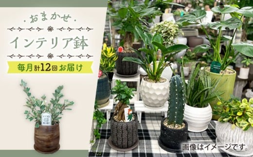 【年12回定期便 】おまかせ そのまま飾れる インテリアグリーン  / 植物 観葉植物 鑑賞用 インテリアグリーン インテリア 室内 おまかせ 置き型 母の日 誕生日 ギフト 贈り物 贈答 プレゼント 母の日ギフト / 大村市 / アトリウム琴花園[ACZZ010]