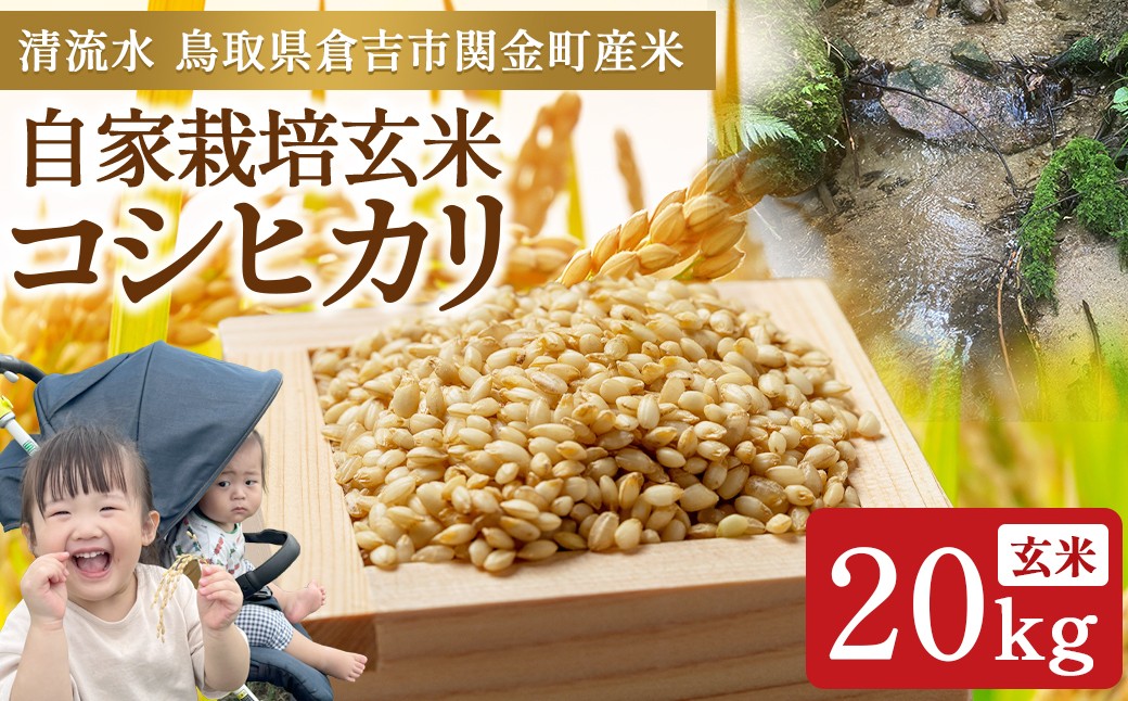 
                  【令和8年産米】コシヒカリ 玄米 20kg 新米 お米 米 こめ コメ こしひかり 玄米 コシヒカリ ご飯 ごはん 鳥取県 倉吉市産
                