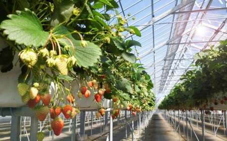 いちご 掛川産 完熟いちご すず薫り280g×４P 1.12kg (5～15粒入×4P) 1月～２月順次発送 水野農園 6276