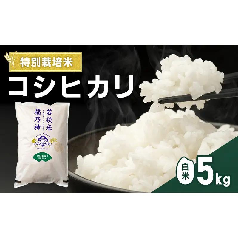コシヒカリ 令和8年産 特別栽培 5kg コシヒカリ