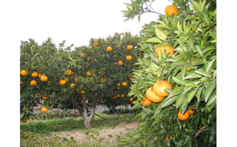 ジャムという名のフルーツ『手作り いちじく ジャム 5瓶セット』余計なものは何も加えない [1301]